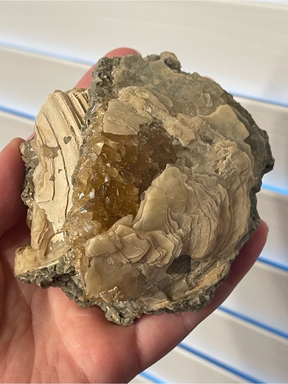 Fossilized clam shell with calcite from Florida
